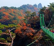 ‘인더숲2’ 봉화군 청량산도립공원, 기암괴석·하늘다리 ‘인증샷 명소’ [원픽! 핫플레이스]