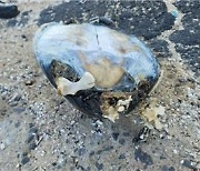 일본 방류 푸른바다거북 4년 만에 제주에서 죽은 채 발견