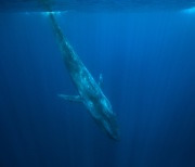 고래는 똥만 싸도 탄소를 줄인다…이 소중한 생명을 우리는