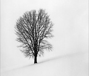 [이 아침의 사진가] 눈밭에 홀로 선 나무…한폭 수묵화 같은 사진