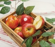 "사과 하나하나 모두 농가의 마음"…과일 시장 '엔비 사과' 주목