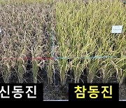 농진청, 우수한 밥맛 병 저항성 향상 '참동진' 보급 확대