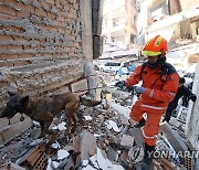 튀르키예 지진 현장 누비는 구조견