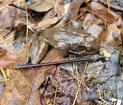 '봄마중 개구리'…청주 생태공원에 산개구리 나왔다