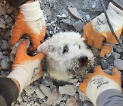 개·고양이·앵무새…지진 현장에서 극적으로 구조된 동물들