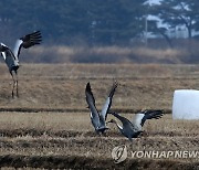 양양 들판 찾은 재두루미