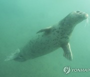 제주 바다에서 유영하는 점박이물범