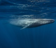 죽은 고래가 ‘낙하’한다…우주가 탄생한다…탄소가 저장된다