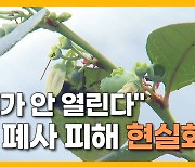 [자막뉴스] 열매 있어야 할 가지 '텅텅'.. 꿀벌 폐사에 농가 '직격탄'