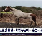 도로 출몰 말-차량 부딪혀.. 운전자 경상