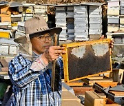 사라진 꿀벌, 양봉업계 비상 [포토뉴스]