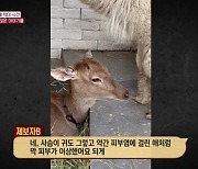 '동물농장 고소' 야생카페 사장, 동물학대 혐의로 구속송치[공식]