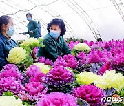 북한 보통강구역화초사업소…"온실 안에는 봄의 정서 넘쳐"