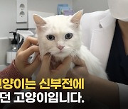 "살려는 의지 강했다"…신부전 고양이에게 생긴 기적[벳앤패밀리]