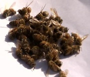 월동 꿀벌 대책 없는 집단 폐사...농가 피해 '눈덩이'