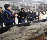 [포토] 포항 금광리 신생대 나무화석 일반 첫 공개