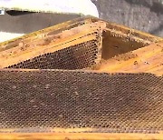 올해도 ‘꿀벌 집단 실종’…원인 조사·대책 시급