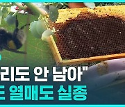 [D리포트] 꿀벌 또 집단폐사…열매도 실종