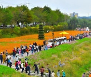 장성 황룡강 가을꽃축제, 올해도 전남 대표축제 선정