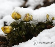 [날씨] 강원 영동·경북 북부 대설…서울 아침 -2도