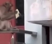 호찌민 주택가 나타난 '폭군 원숭이'…일주일 만에 '포획'