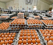 소비자 위한 계란이력제, 소규모 양계농가에겐 버겁습니다 [포토뉴스]