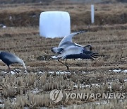 재두루미 먹이활동