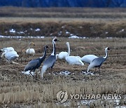 고니와 재두루미…우리는 친구