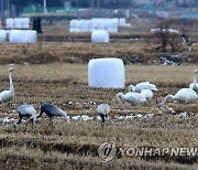 고니와 재두루미…우리는 친구