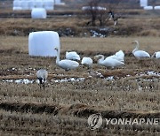 고니와 재두루미…우리는 친구