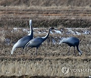 양양 들판 찾은 재두루미