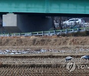 양양 들판 찾은 재두루미