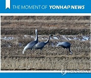 [모멘트] 양양 들판 찾은 재두루미