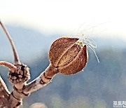 [포토친구] 산수유 꽃봉오리에 찾아오는 봄