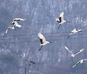 [포토친구] 두루미