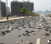 하늘서 비처럼 쏟아진 '물고기떼'…바닥서 펄떡펄떡, 호주 기현상