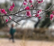 [포토친구] 봄길을 걷다