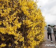 서울 봄꽃 언제 볼까…15일쯤 피기 시작해 4월초 절정