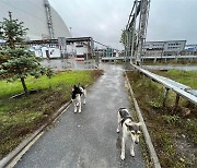 체르노빌 원전의 견공들...방사선 위험에도 ‘삼대’가 살고 있었네