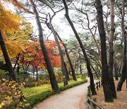 침엽수와 활엽수, 대기 오염물질 정화능력 높은 쪽은