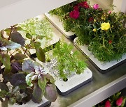 LG releases new range of seed kits for its plant growing appliance