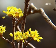 남녘 산수유 꽃 활짝…4년 만에 축제 재개