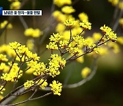 구례 산수유 ‘활짝’…4년 만에 축제 재개