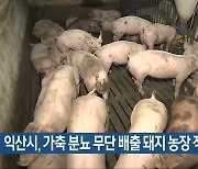 익산시, 가축 분뇨 무단 배출 돼지 농장 적발