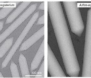 잠수함에도 비슷한 기능…세균 세포 안 '길쭉한 깡통' 정체