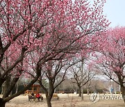 [내일날씨] 완연한 봄…중부 미세먼지 '나쁨'