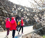 광양매화축제 몰린 관광객