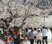 광양매화축제 몰린 관광객