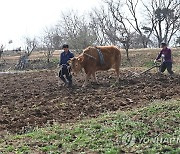 봄맞이 밭갈이