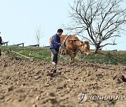 봄맞이 밭갈이